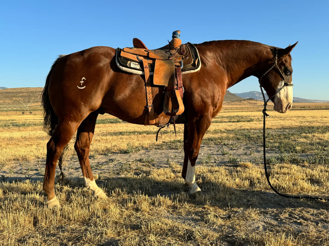 Horse Name